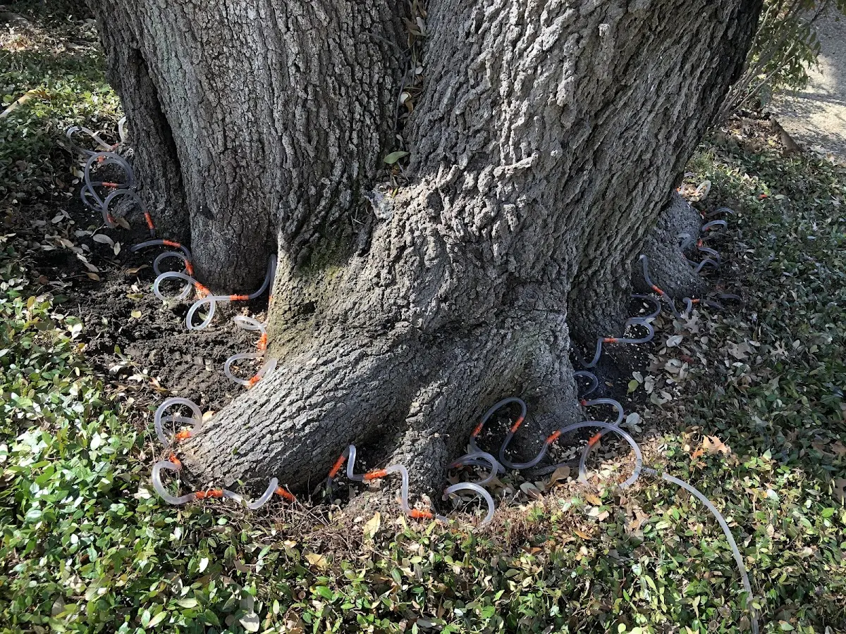Detailed Tree Cabling and Bracing job site in Norphlet