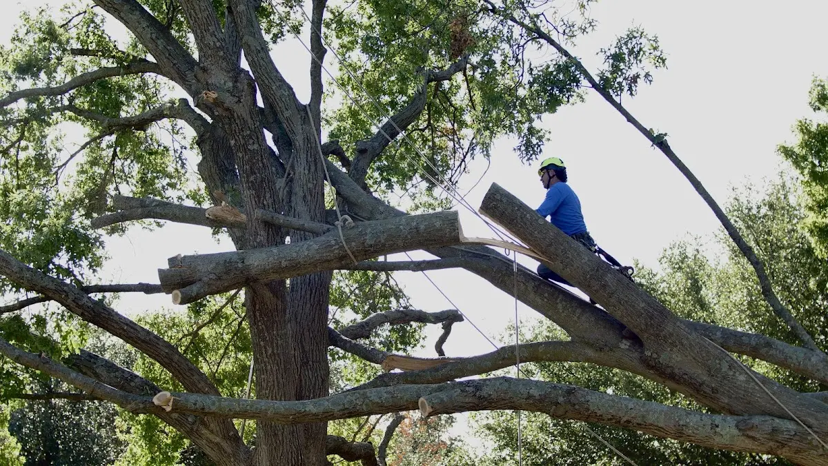 Professional Crown Thinning performed by certified arborists in Norphlet
